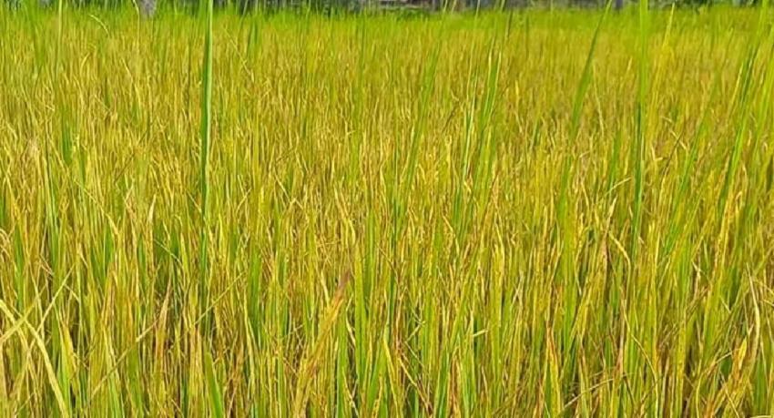 Paddy farmers helpless as rice plants turn yellow